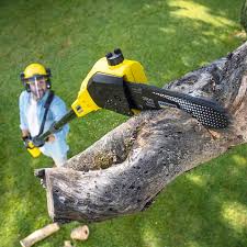 Best Lawn Disease Treatment  in Odon, IN