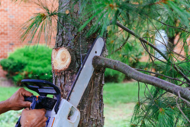 Odon, IN Tree Removal Company